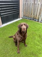 Bruine Labrador, Dieren en Toebehoren, Honden | Chihuahua's en Gezelschapshonden, 6 jaar of ouder, Rabiës (hondsdolheid), Eén hond