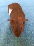 Cavia/beertje, Dieren en Toebehoren, Cavia, Juni, Mannelijk, Tam