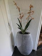 Grote PTMD Bloempot, Tuin en Terras, Bloempotten, Binnen, Zo goed als nieuw, Overige vormen, Aardewerk