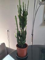 Cactus te koop!, Ophalen, Cactus, Volle zon, Minder dan 100 cm