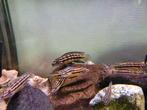 julidochromis marlieri jongen van wildkoppel tanganyika, Dieren en Toebehoren, Vissen | Aquariumvissen, Vis, Zoetwatervis