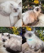 Ragdoll kittens, Super lief & mooi en raszuiver, Dieren en Toebehoren, Katten en Kittens | Raskatten | Langhaar, Meerdere dieren