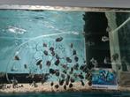 Polar Blue Parrot Cichliden, Dieren en Toebehoren, Vissen | Aquariumvissen, Vis, Zoetwatervis