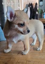 Pomchi-puppy's zoeken een liefdevol thuis, Dieren en Toebehoren, Honden | Chihuahua's en Gezelschapshonden, 8 tot 15 weken, Meerdere