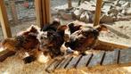 Cochin hanen zwart goud gezoomd, Dieren en Toebehoren, Pluimvee, Mannelijk, Kip