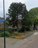 Apenboom te koop - zelf uitgraven!, Tuin en Terras, Planten | Bomen, Ophalen, Bloeit niet, Overige soorten, 400 cm of meer