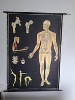 Schoolplaat skelet, Antiek en Kunst, Antiek | Schoolplaten, Ophalen, Natuur en Biologie