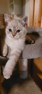 Britse korthaar kittens mogen verhuizen, Meerdere dieren, Ontwormd