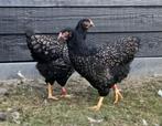 Barnevelder hennen zilver groot, Dieren en Toebehoren, Pluimvee, Vrouwelijk, Kip