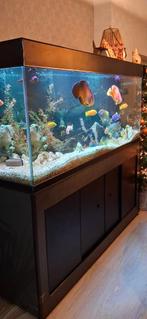 Aquarium 160 cm / 600 liter, Dieren en Toebehoren, Ophalen, Gebruikt, Gevuld zoetwateraquarium