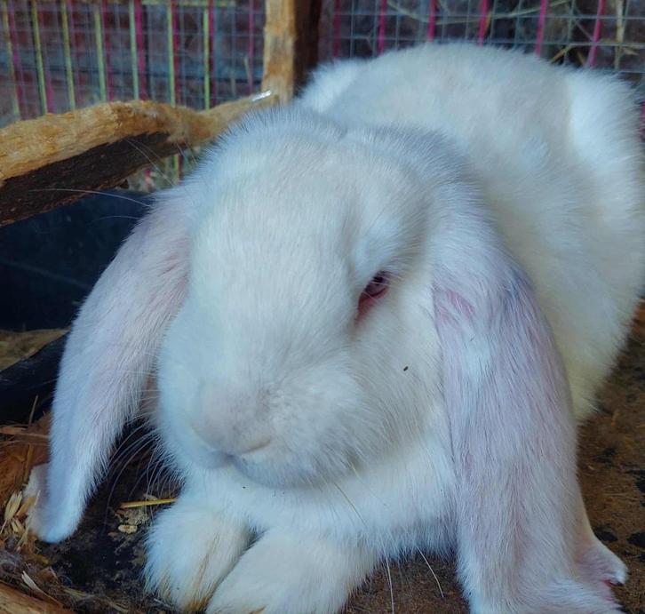 Prachtige tamme hangoren 2zusjes, Dieren en Toebehoren, Konijnen, Groot, Vrouwelijk, 0 tot 2 jaar, Hangoor