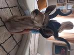 Kudu opgezet , extra groot , xxl 1,80m, Ophalen, Zo goed als nieuw, Wild dier, Opgezet dier