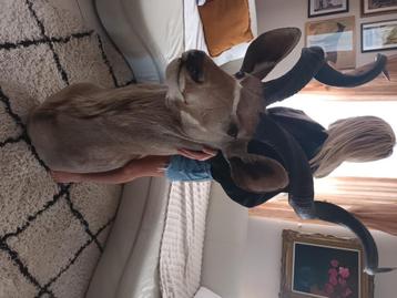 Kudu opgezet , extra groot , xxl 1,80m beschikbaar voor biedingen