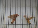 koppel oranjeborst zwartborst isabel bruin zebravinken, Dieren en Toebehoren, Vogels | Overige Vogels, Meerdere dieren