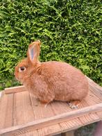 Thrianta konijn, Dieren en Toebehoren, Konijnen, Vrouwelijk, Middelgroot, 0 tot 2 jaar