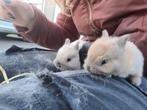 3 baby kleurdwerg konijnen, Dieren en Toebehoren, Konijnen, Geslacht onbekend, Dwerg, 0 tot 2 jaar