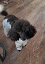 Lieve meerkleurig toy poedel, Poedel, CDV (hondenziekte), 8 tot 15 weken, Meerdere