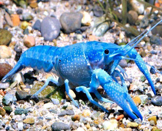 Kreeft Cherax quadricarinatus Super blue - Koidream Valburg, Dieren en Toebehoren, Vissen | Aquariumvissen, Zoetwatervis, Vis