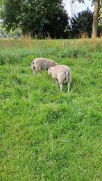 Swifter dekrammen, Dieren en Toebehoren, Schapen, Geiten en Varkens, Mannelijk, Schaap