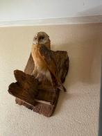 Kerkuil ziet er prachtig uit, en ransuil 🌺, Ophalen of Verzenden, Zo goed als nieuw, Overige typen