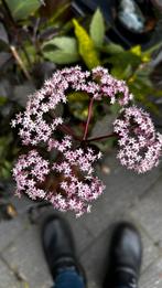 Sambucus nigra 'Korsør', Vaste plant, Halfschaduw, Zomer, Ophalen