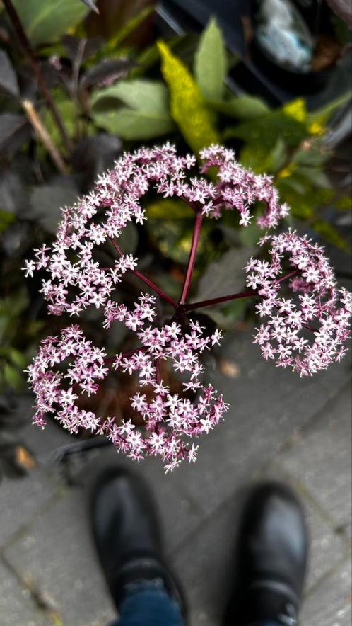 Sambucus nigra 'Korsør', Tuin en Terras, Planten | Tuinplanten, Vaste plant, Overige soorten, Halfschaduw, Zomer, Ophalen