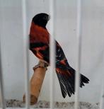 Kapoetsensijzen, Dieren en Toebehoren, Vogels | Overige Vogels, Meerdere dieren, Geringd