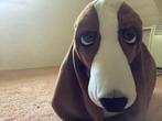Knuffel hond basset, Ophalen of Verzenden, Zo goed als nieuw, Hond