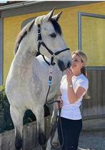 CHC clever Horse Clip met leidlijn 190 cm, Dieren en Toebehoren, Ophalen of Verzenden