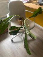 Anthurium plant in mand, Huis en Inrichting, Ophalen, Halfschaduw, Minder dan 100 cm