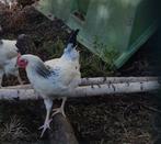 Jonge (haan)en op te halen, Dieren en Toebehoren, Pluimvee, Mannelijk, Kip