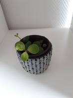 Peperomia, Overige soorten, Minder dan 100 cm, Groene kamerplant, Halfschaduw