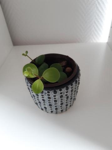 Peperomia beschikbaar voor biedingen