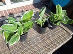 Zelfgemaakte hostas zonder bestrijdingsmiddelen., Tuin en Terras, Ophalen, Zomer, Overige soorten, Halfschaduw