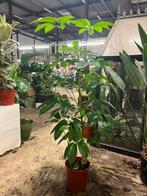Schefflera Amate – 200 cm, Huis en Inrichting, Kamerplanten, Ophalen, Halfschaduw, Minder dan 100 cm