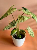Alocasia macrorrhizos 'Splash' – medium plant , Ophalen of Verzenden, Overige soorten, Minder dan 100 cm