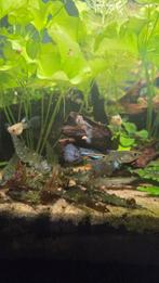 Multicolor grass guppy's, Vis, Zoetwatervis, Schoolvis