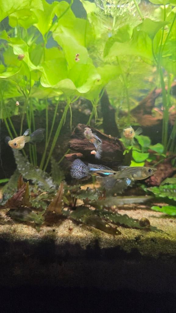 Aurora grass guppy's, Dieren en Toebehoren, Vissen | Aquariumvissen, Zoetwatervis, Vis, Schoolvis