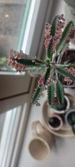 Mother of thousands pink butterfly, Ophalen of Verzenden, Overige soorten, Minder dan 100 cm