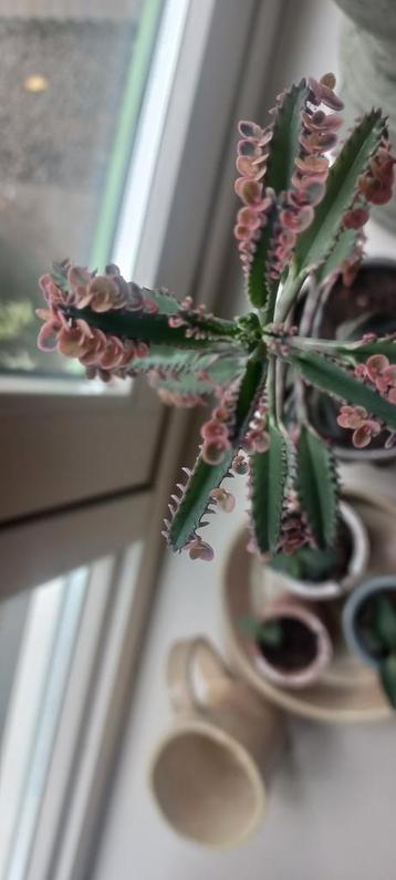 Mother of thousands pink butterfly  beschikbaar voor biedingen