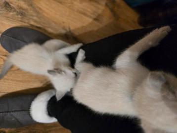 Pika blu kittens beschikbaar voor biedingen