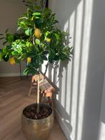 Fantastische kunst citroenboom evt met pot, Huis en Inrichting, Ophalen, Zo goed als nieuw