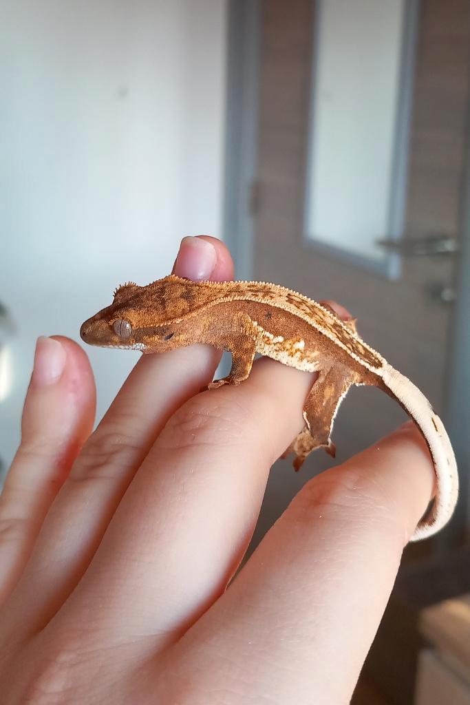 Mooie Emptyback Broken Quadstripe wimpergekko baby, Dieren en Toebehoren, Reptielen en Amfibieën, Hagedis, 0 tot 2 jaar, Met terrarium