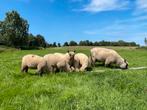 Clun forest ram, Dieren en Toebehoren, Schapen, Geiten en Varkens, Mannelijk, Schaap