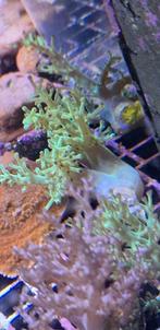 groene keniaboom koraal zeewater aquarium, Dieren en Toebehoren, Overige typen