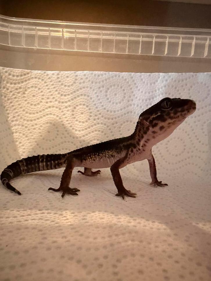 Jonge BN luipaardgekko 0.1