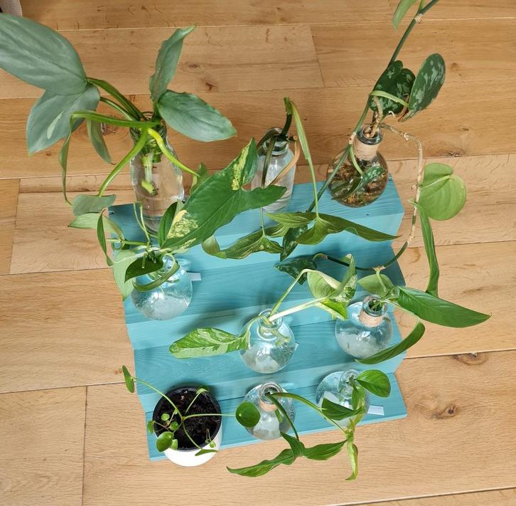 Stekken van de wat zeldzamere kamerplanten, Huis en Inrichting, Kamerplanten, Ophalen of Verzenden