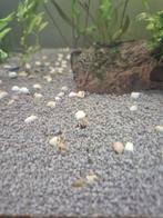 Anentome helena, Dieren en Toebehoren, Vissen | Aquariumvissen, Slak of Weekdier