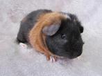 Mix cavia zeugje, Mei, Vrouwelijk, Cavia