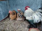 Cochin kriel, Dieren en Toebehoren, Pluimvee, Meerdere dieren, Kip